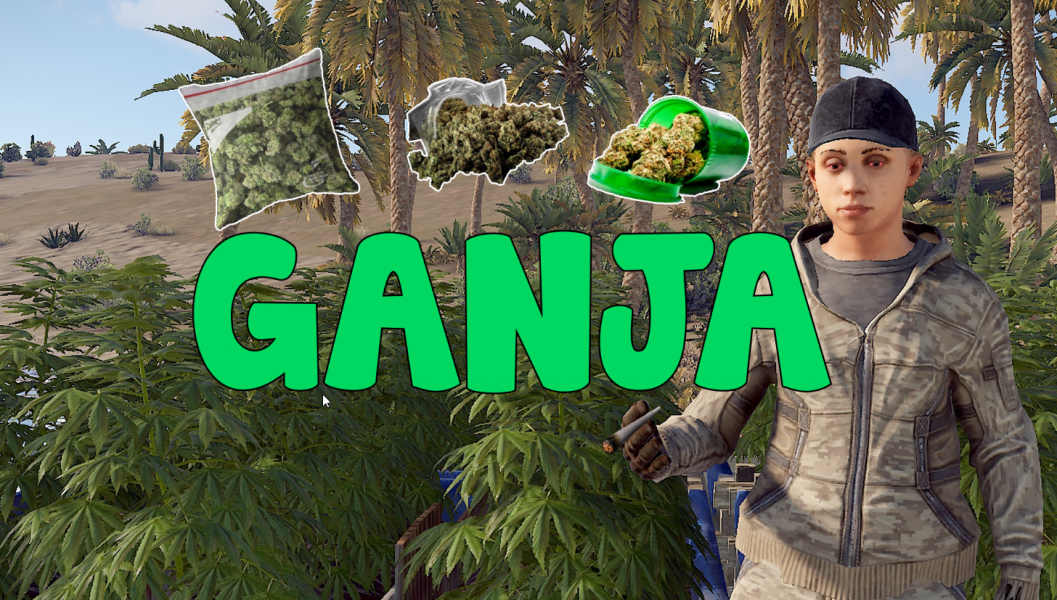 Ganja